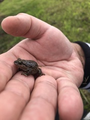 Pristimantis unistrigatus