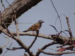 Emberiza goslingi