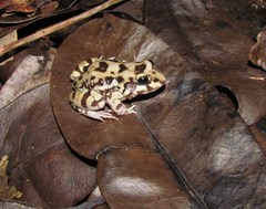 Leptodactylus troglodytes