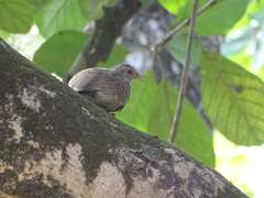 Ptilopachus petrosus