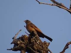 Emberiza goslingi