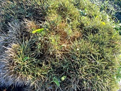 Genista acanthoclada