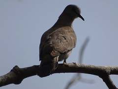 Turtur abyssinicus