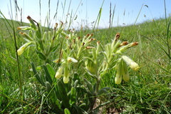 Onosma bubanii