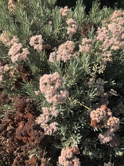 Eriogonum arborescens