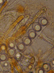Lamprospora retispora