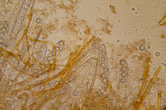 Lamprospora retispora