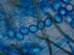 Lamprospora retispora