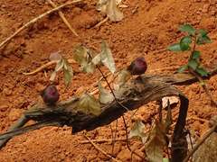 Lagonosticta rufopicta