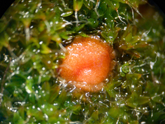 Lamprospora retispora