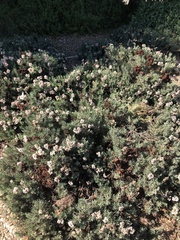 Eriogonum arborescens
