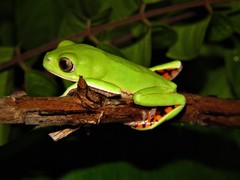Pithecopus nordestinus