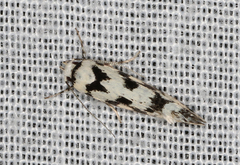 Lichenaula calligrapha