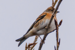 Fringilla montifringilla
