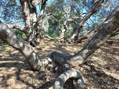 Quercus agrifolia agrifolia