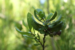 Azara integrifolia