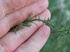 Baccharis linearifolia