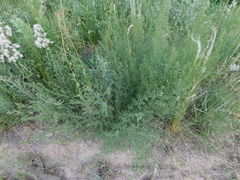 Baccharis linearifolia