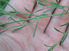 Baccharis linearifolia