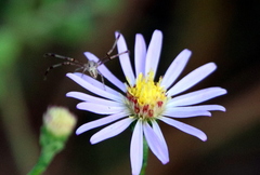 Symphyotrichum adnatum