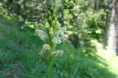 Pedicularis comosa