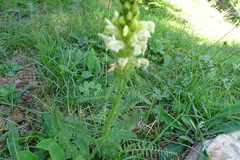 Pedicularis comosa
