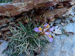 Iris unguicularis cretensis