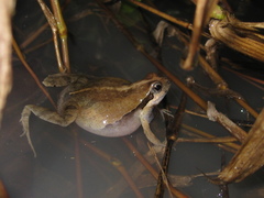 Physalaemus kroyeri