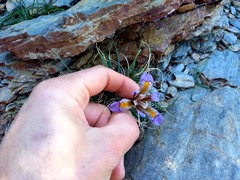 Iris unguicularis cretensis