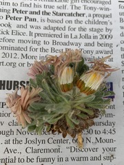 Townsendia condensata