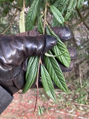 Cotoneaster salicifolius