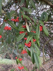 Cotoneaster salicifolius