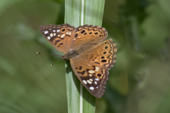 Asterocampa celtis celtis