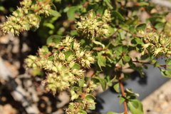 Escallonia illinita