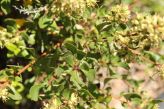 Escallonia illinita