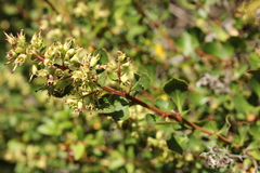 Escallonia illinita