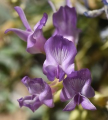 Astragalus beckwithii