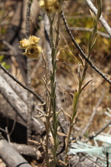 Pseudognaphalium cheiranthifolium