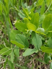 Lathyrus pauciflorus