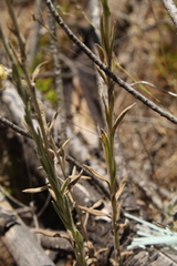 Pseudognaphalium cheiranthifolium