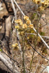 Pseudognaphalium cheiranthifolium