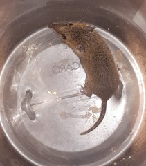 Monodelphis dimidiata