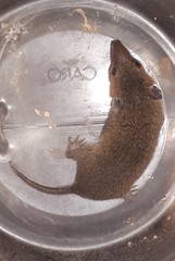 Monodelphis dimidiata