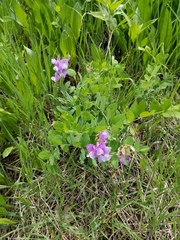 Lathyrus pauciflorus