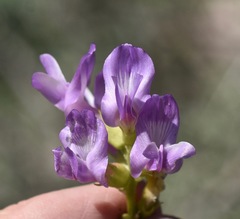 Astragalus beckwithii