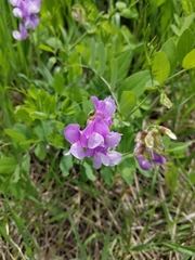 Lathyrus pauciflorus