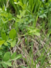 Lathyrus pauciflorus