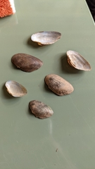 Alasmidonta heterodon