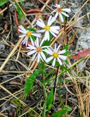 Symphyotrichum elliottii