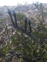 Peniocereus greggii greggii